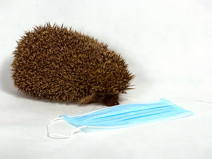 Angebot an individuellen Gesundheitsleistungen (IGeL) in der Gyn&auml;kologischen Praxisklinik